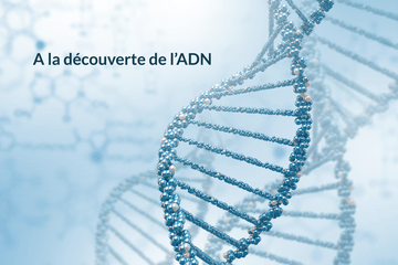 A la découverte de l'ADN