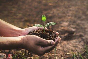 Des mains en vase tiennent de la terre et une plante.