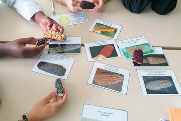 Des plantes et des hommes