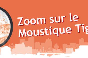 Zoom sur le Moustique tigre Zoom sur le Moustique tigre
