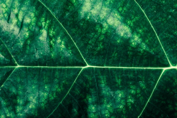 Le climat comme un papillon étrange caché dans le désordre météorologique ! Le climat comme un papillon étrange caché dans le désordre météorologique !