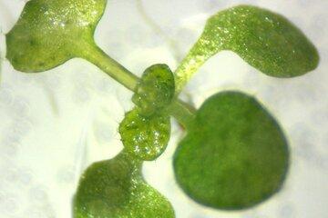 Chloroplaste