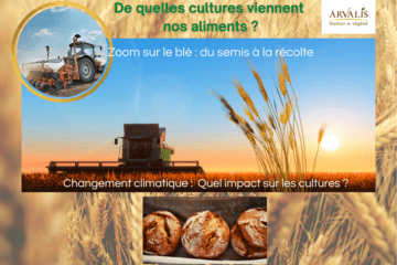 De quelles cultures viennent nos aliments