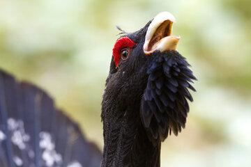 Portrait du Grand Tétras ou grand coq de bruyère