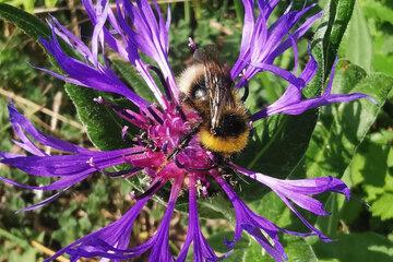 The wild bees project