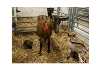 Modifications ciblées du génome des animaux d’élevage 