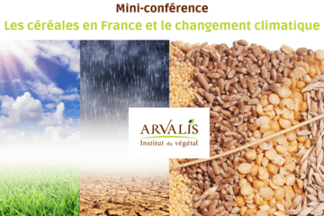 Les céréales en France et le changement climatique