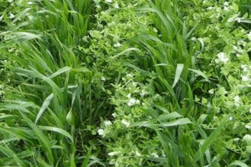 Diversifier les parcelles cultivées pour se passer des pesticides
