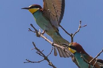 PACA POUR DEMAIN - Conférence : face au changement climatique et à ses impacts sur la faune sauvage