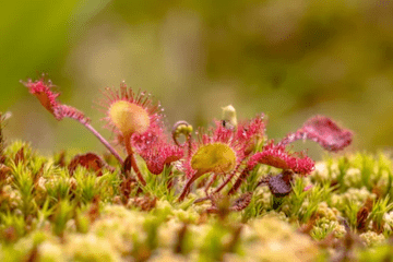 Plante carnivore : Le Rossolis à feuilles rondes