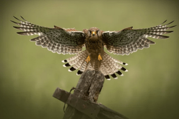 Que mangent les rapaces ?