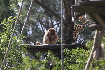 Singe hurleur sur son île