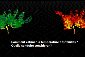 Représenter la plante en 3D permet d'estimer la température de toutes feuilles, individuellement.