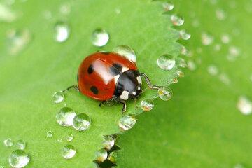 coccinelle-feuille-gouttes-eau