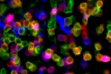 Cellules fluorescentes de toutes les couleurs