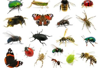 insectes-tableau