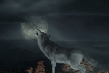 loup au clair de lune