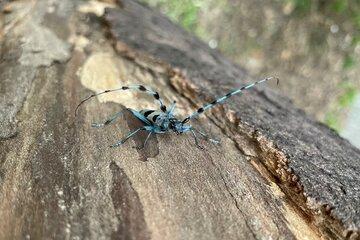 Rosalie des Alpes sur un tronc d'arbre mort. Cet insecte est considéré comme le plus bel insecte français, avec ses couleurs bleues grises et ses longues antennes