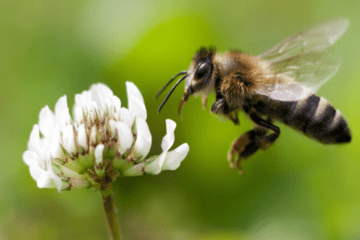 abeille-fleur