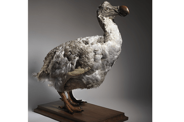 Reconstitution d'un dodo, par l'artiste Camille Renversade.