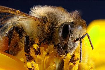 insecte-pollinisateur-sur-fleur