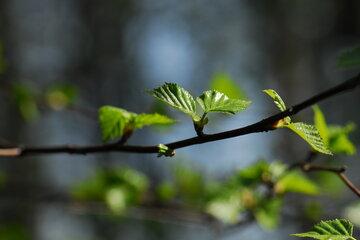 Betula_pendula