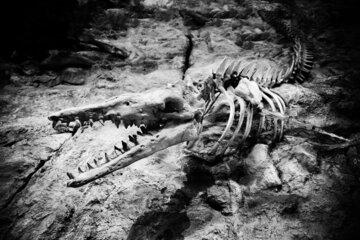 Fossile