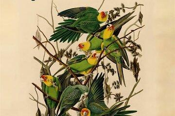 affiche Birds of America