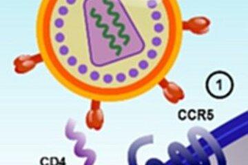 le virus et la cellule