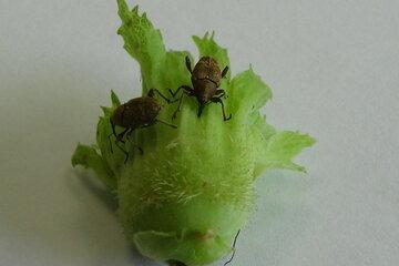 Conférence sur la Lutte Biologique