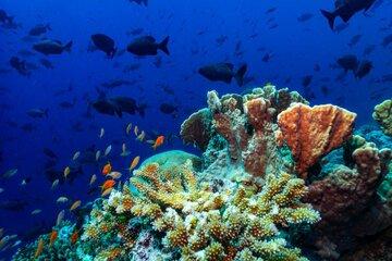 Les récifs coralliens de l'île Europa.