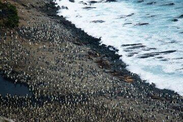 La Mare aux éléphants et ces milliers de manchots royaux