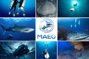 Visuel MAEO Raies, requins et méthodes de suivi - MAEO