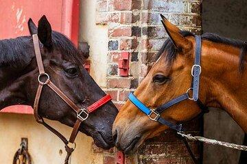 Comment mieux vivre ses émotions grâce au cheval ?