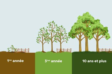 Présentation des micro-forêts Miyawaki