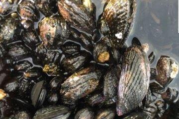 Des moules et des Hommes