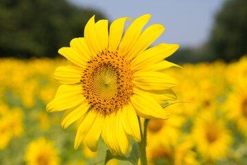 fleur