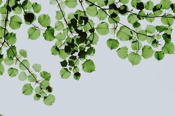 feuilles
