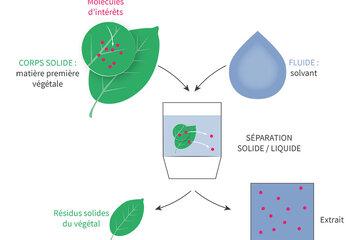 shema-extraction-vegetale