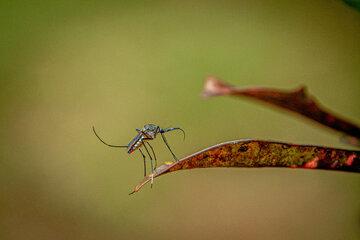 les étonnants moustiques de Guyane 