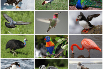 birds-calendar