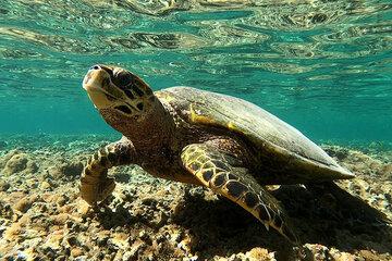 Tortue imbriquée