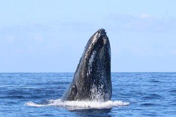 Baleine à bosse (Saison 2022)