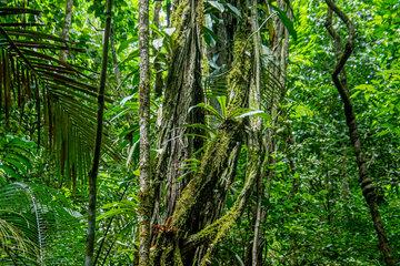 Biomasse végétale en forêt Guyanaise
