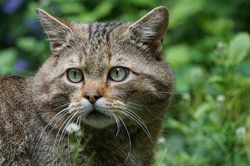 chat-sauvage-foret