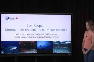 Capsule e-learning "Requins" Capsule vidéo "Les requins - Comment les reconnaître individuellement ?"