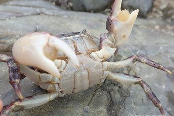 Crabe sanguin