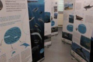 Exposition-mammifères-marins
