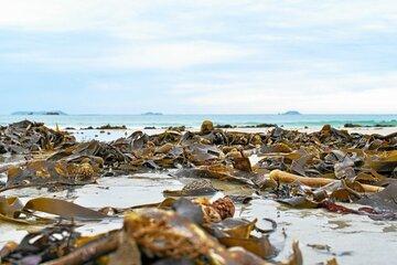 Laisse de mer