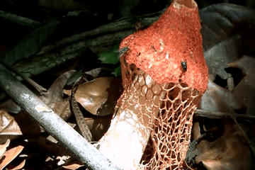 Sous bois champignon Michel Huet